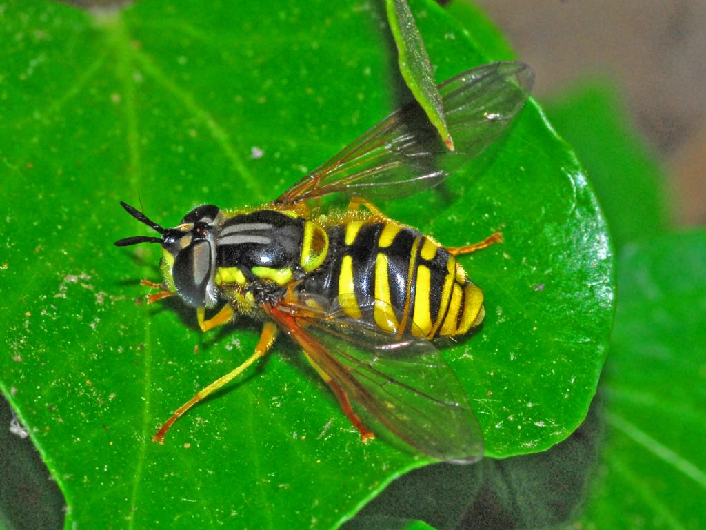 Syrphidae: Chrysotoxum cautum, femmina